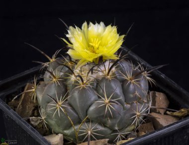 Çiçek açan kaktüs Coryphantha