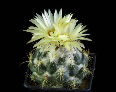 Çiçek açan kaktüs Coryphantha