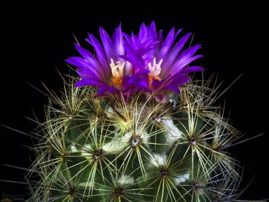 Blooming cactus Coryphantha clipart