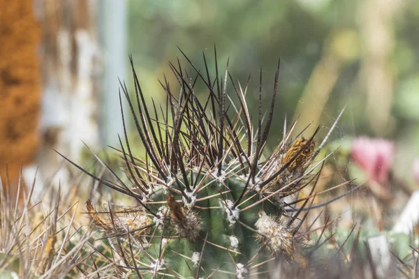 Cactus espina dorsal —  Fotos de Stock