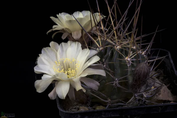 Blooming cactus Lobivia — Stock Photo, Image