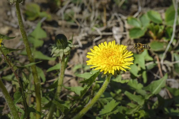 Včela, letěl k květ — Stock fotografie
