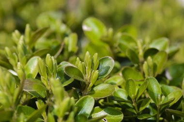 Şimşir yeni dalını yedeklemek kapatın