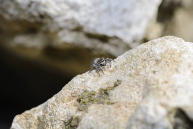 kayanın üzerinde örümcek atlama