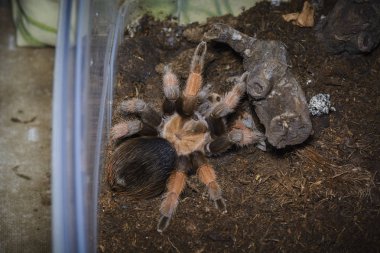 Tarantula