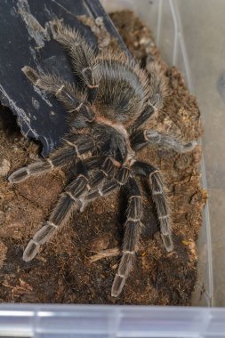 Tarantula