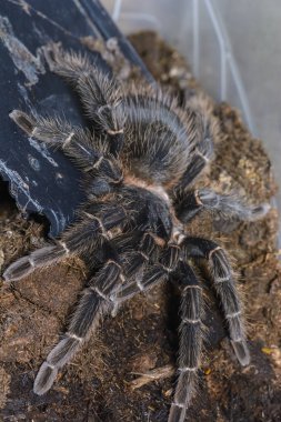 Tarantula