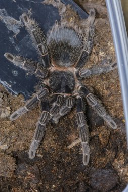 Tarantula