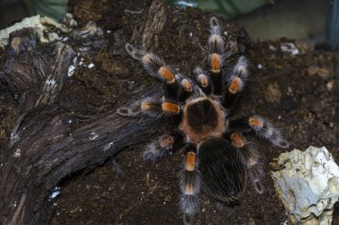 Tarantula