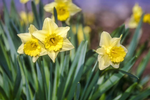 Três narcisos em um jardim — Fotografia de Stock