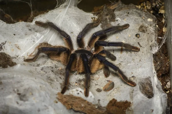 Tarantule — Stock fotografie