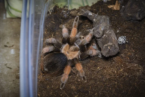 Tarantule — Stock fotografie