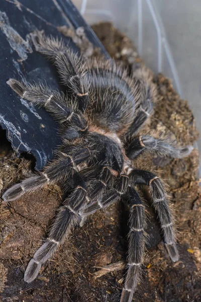 Tarantula — Stock Fotó