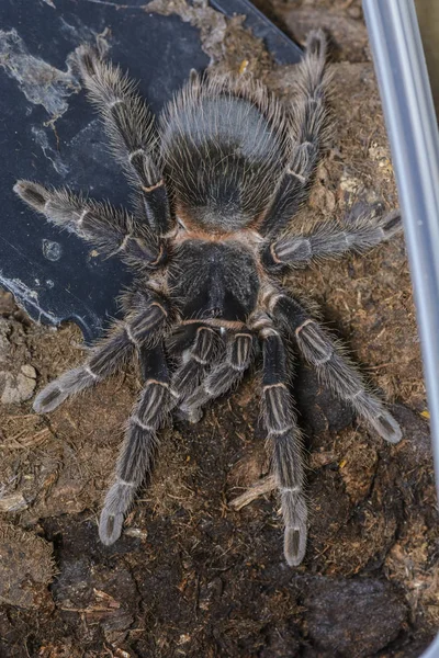 Vogelspinne — Stockfoto