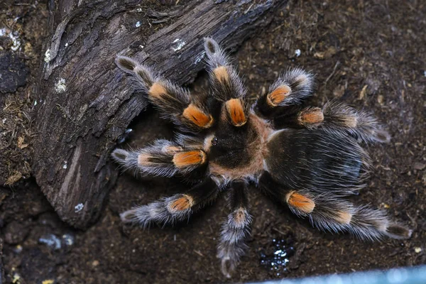 Tarántula —  Fotos de Stock