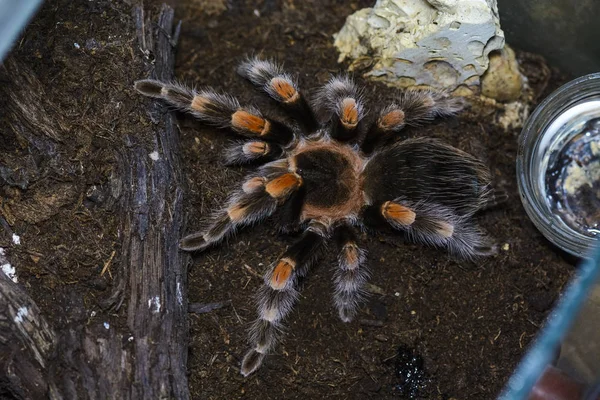 Tarantule — Stock fotografie