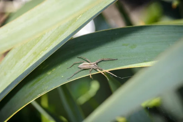 Spider waiting on a leave — Stock Image Spider waiting on a leave Stock Picture