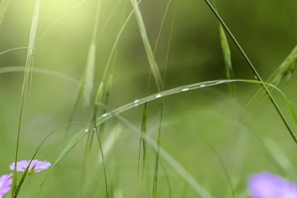 Gotas de agua en la hierba —  Fotos de Stock