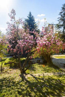Manolya ağacı üzerinde Martenita