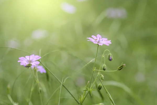 Wild pink flowers isolated