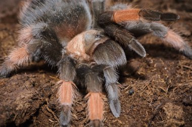 Brachypelma Emilia