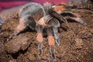 Brachypelma Emilia