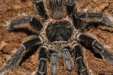 grammastola pulchripes