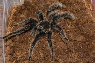 grammastola pulchripes