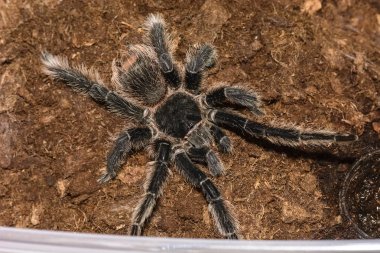 grammastola pulchripes