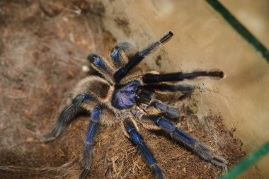 Haplopelma lividum