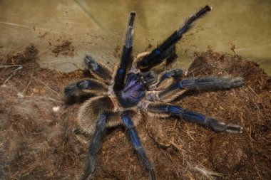 Haplopelma lividum