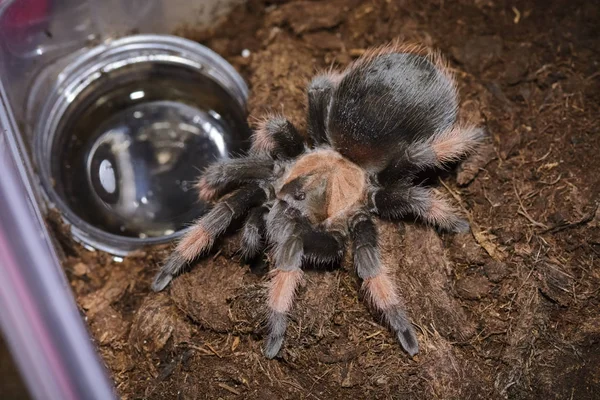 Brachypelma Emilia — 图库照片