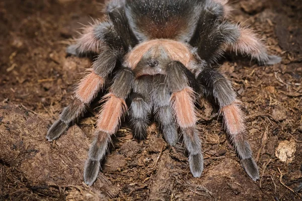 Brachypelma Emilia — стокове фото