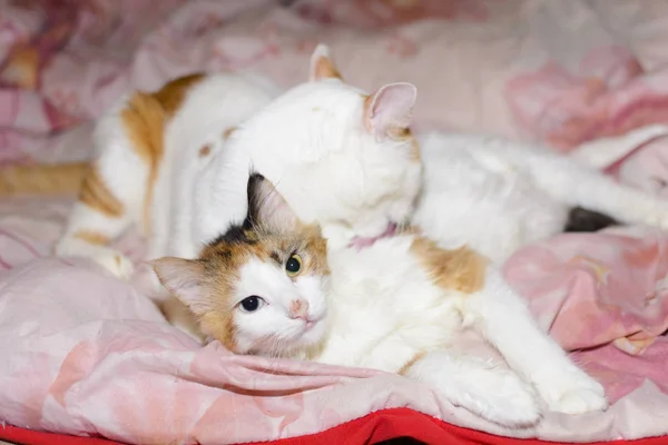 Dois gatos relaxantes — Fotografia de Stock