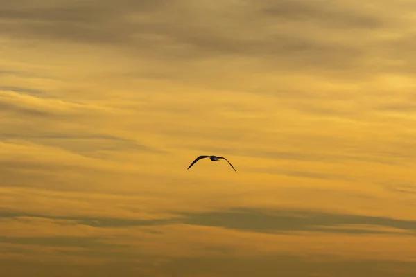 Single seagull — Stock Photo, Image