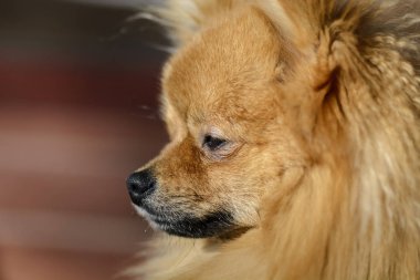 Bulanık arka plan karşı Alman spitz, yakın çekim.