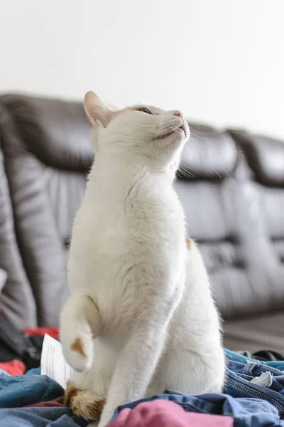 Gato branco e amarelo sendo surpreendido olhando topo . — Fotografia de Stock