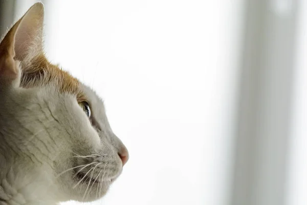 Gato branco e amarelo, vista lateral, lugar para texto . — Fotografia de Stock