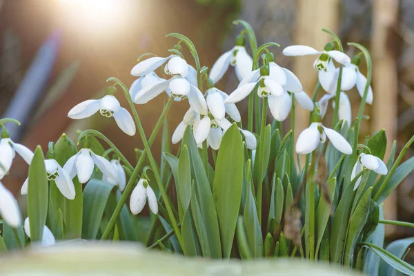 Snowdrops κοντινό πλάνο σε έναν κήπο, έρχεται η άνοιξη. — Φωτογραφία Αρχείου