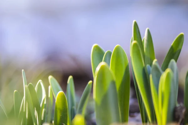 Novas folhas de Narciso tomando o sol . — Fotografia de Stock