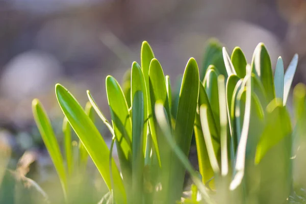 Nuevas hojas de Narciso tomando el sol . — Foto de Stock