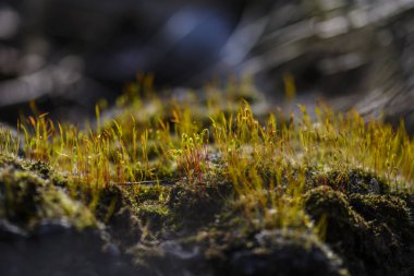 Islak bir kayanın üzerinde yosun yakın çekim.