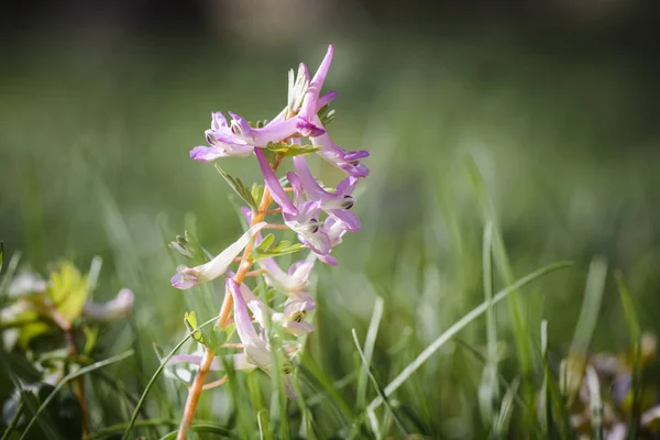 Detail květu bulbosa sasanek, rozmazané pozadí. — Stock fotografie