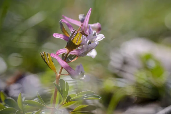 Detail květu bulbosa sasanek, rozmazané pozadí. — Stock fotografie