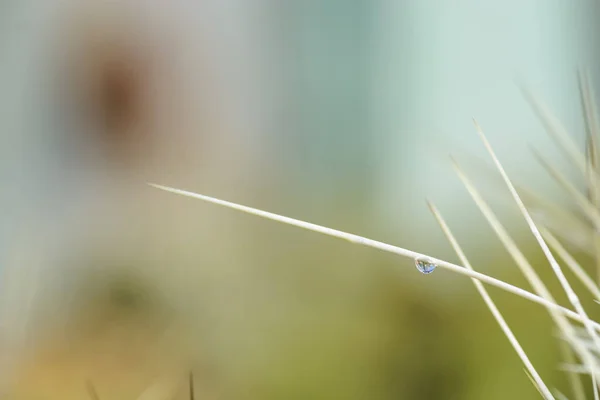 Gota de agua sobre un cactus Espina dorsal sobre fondo borroso . —  Fotos de Stock