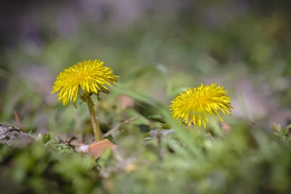 Flowers of Dandelions against a blurry background. — Stock Photo, Image