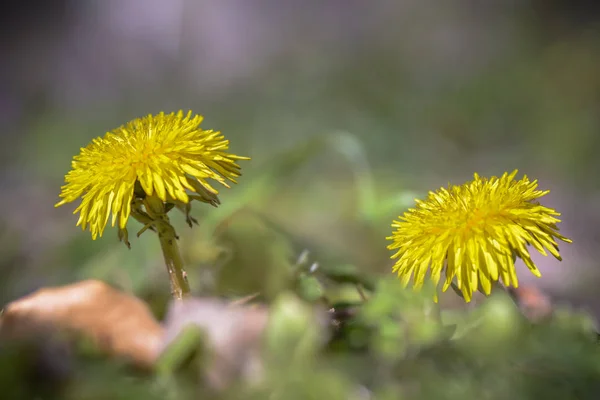 在模糊的背景下, Dandelions 之花. — 图库照片