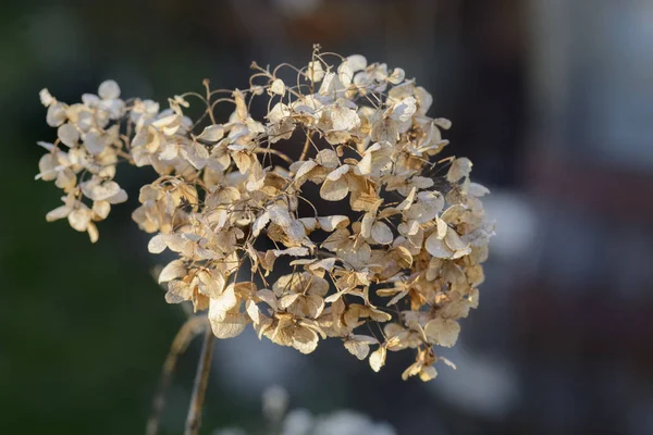 Close up of a dried hortensia against blurry background. — Stock Photo, Image