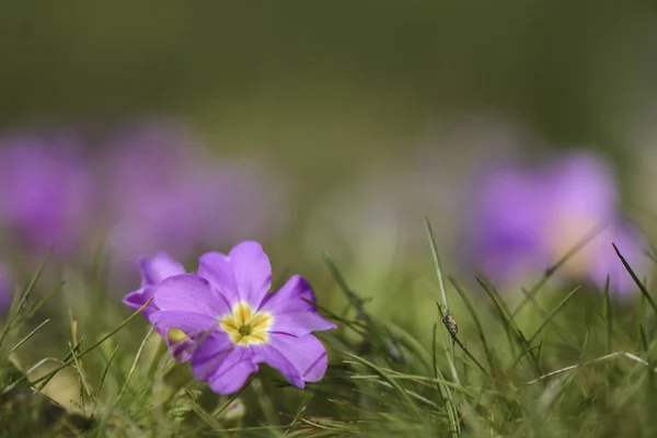 Roz și violet promovează împotriva fundalului neclar  . — Fotografie, imagine de stoc