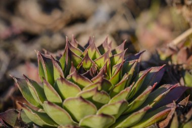 bulanık çerçevede bir etli bitki Sempervivum.